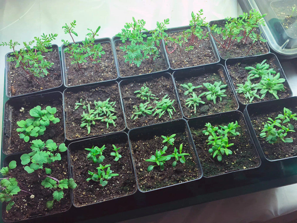 EarlyGrow Medium Propagator
